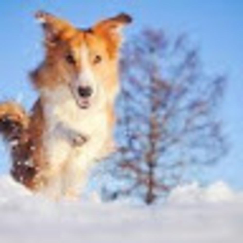 Meet your Posher, Tess